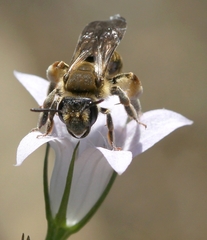 Andrena curvungula
