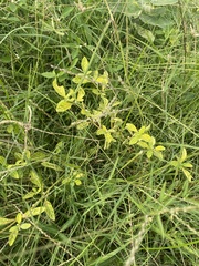 Heliotropium amplexicaule