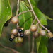 Geijera salicifolia - Photo (c) Mark Marathon, μερικά δικαιώματα διατηρούνται (CC BY-SA)