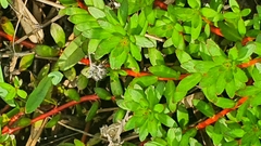 Laurembergia repens