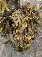 Fucus distichus