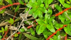Laurembergia repens