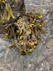 Fucus distichus