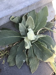 Verbascum thapsus