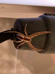 Pisaurina mira