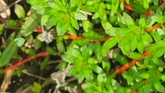 Laurembergia repens