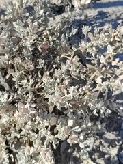 Atriplex confertifolia