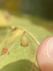 Caryomyia caryaecola