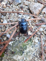 Typhaeus typhoeus