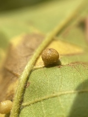 Caryomyia tuberculata