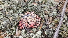 Conophytum truncatum
