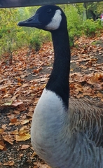 Branta canadensis