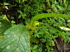 Columnea