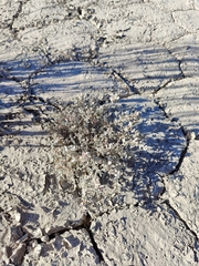 Atriplex confertifolia
