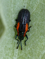 Microrhopala rubrolineata