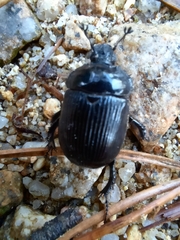 Typhaeus typhoeus