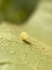 Caryomyia flaticrustum