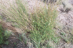 Dalea candida oligophylla