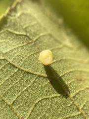 Caryomyia flaticrustum