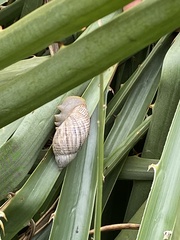 Plectostylus peruvianus