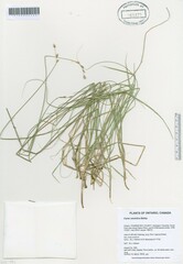 Carex xerantica