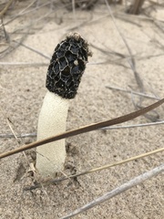 Phallus hadriani
