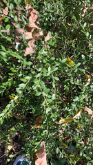 Ligustrum quihoui