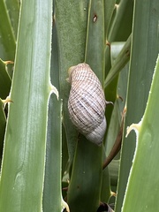 Plectostylus peruvianus