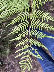 Pteridium aquilinum pseudocaudatum
