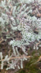 Gnaphalieae