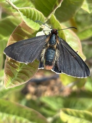 Metardaris cosinga