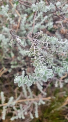 Gnaphalieae