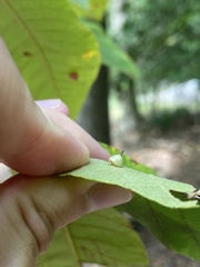 Caryomyia sanguinolenta
