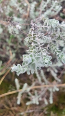Gnaphalieae
