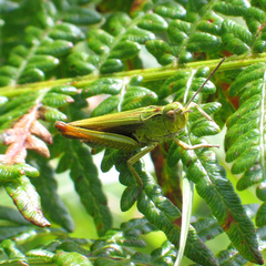 Omocestus viridulus
