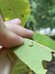 Caryomyia sanguinolenta