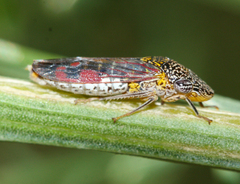 Homalodisca liturata