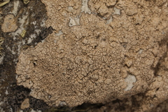 Pertusaria pseudocorallina