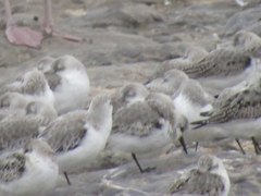 Calidris alba