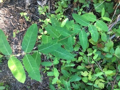 Apocynum cannabinum