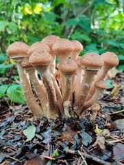 Armillaria ostoyae