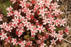 Sedum anglicum