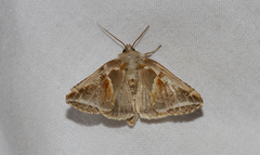 Habrosyne pyritoides