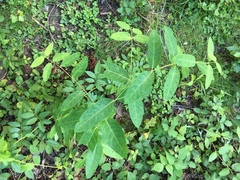 Apocynum cannabinum