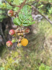 Rubus ellipticus