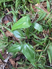 Smilax