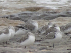 Calidris alba