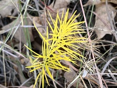 Asclepias verticillata