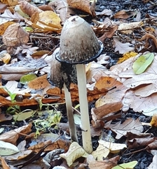 Coprinus comatus