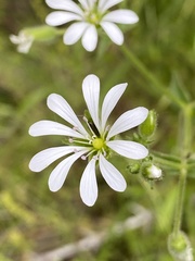 Stellaria chilensis